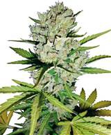 Super Skunk Auto